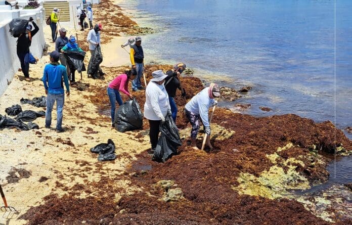 Llega a Cozumel más sargazo del previsto, admite Zofemat