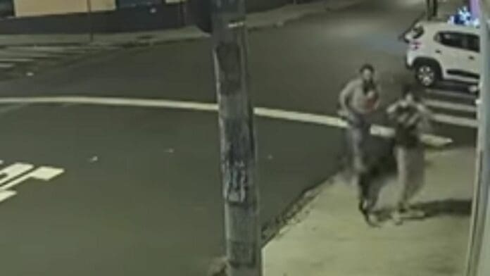 Rottweiler salta de un auto en movimiento y ataca a familia que se paseaba con su perro e hijo