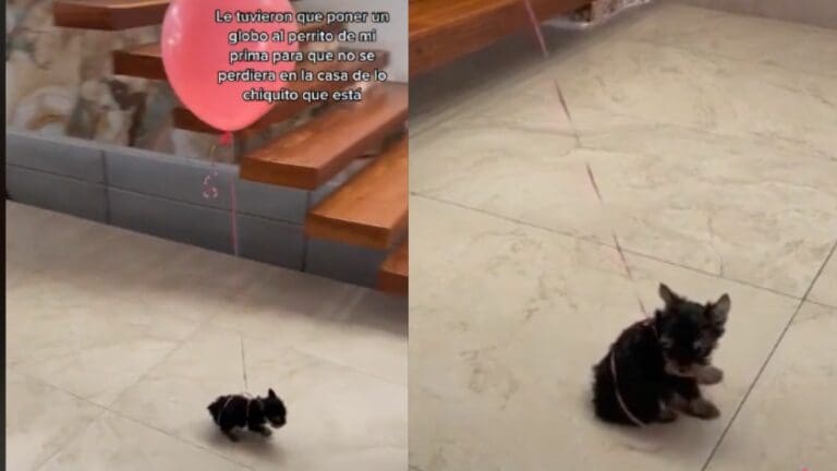 Video: Le coloca un globo rojo a su cachorrito para evitar que se pierda en casa
