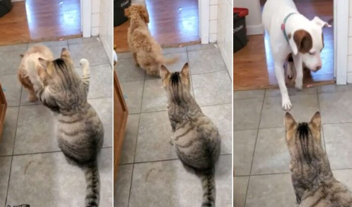 Cachorro se hace viral al pedir ayuda a un perro más grande para que lo defienda de un gato