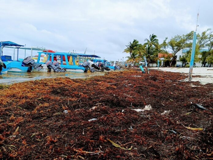Mal tiempo trajo más sargazo a costas quintanarroense