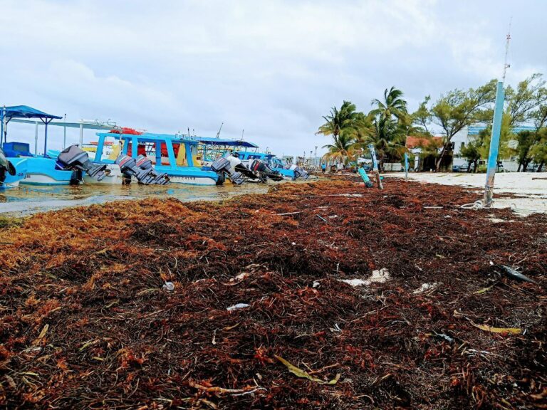 Mal tiempo trajo más sargazo a costas quintanarroense