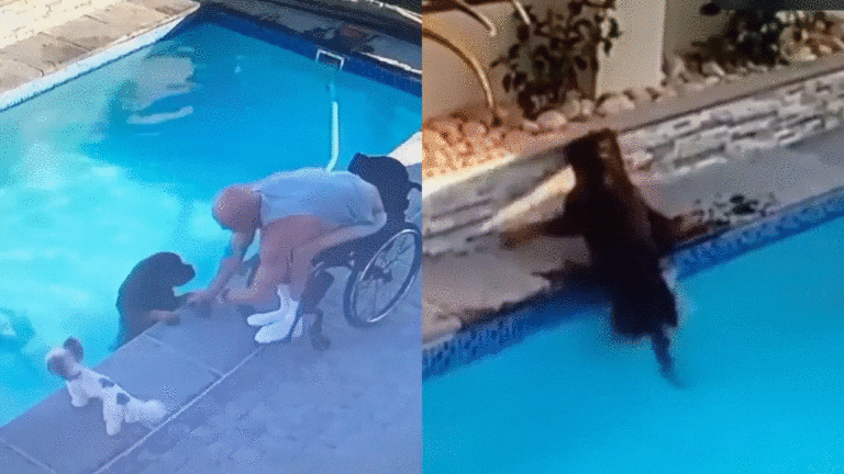 Hombre en silla de ruedas se lanza y rescata a su perrito de alberca