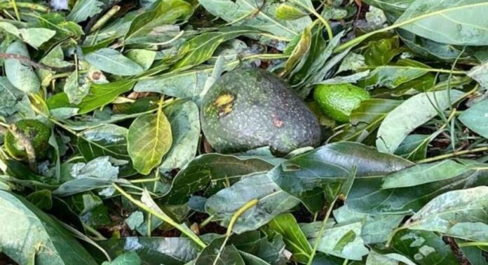 Debido a una fuerte granizada en Michoacán se perdieron cerca de 2 mil toneladas de aguacate. Esto podría subir su costo. Foto: Redes sociales