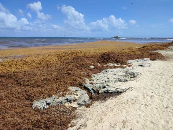 El secretario de Marina reconoció que ha sido tanto el arribo de sargazo que los ha rebasado. Pero trabajan para hacer frente al problema.