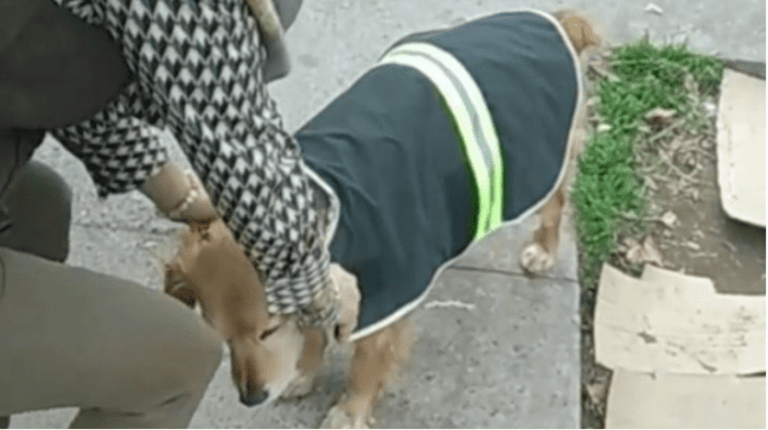 Se hace viral en TikTok al crear impermeables para los perritos de la calle