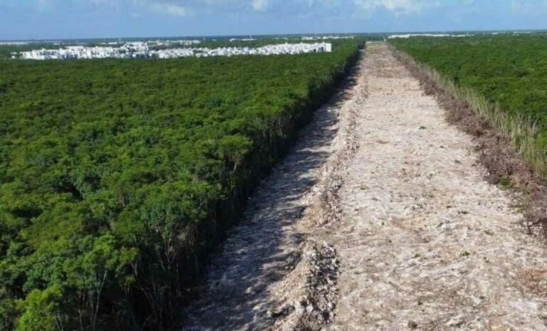 INAI ordena a Semarnat revelar autorización para construcción del Tramo 4 del Tren Maya