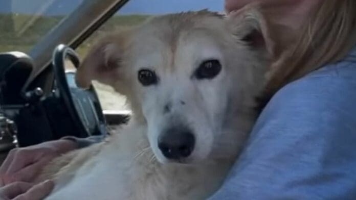 Perrito devastado lucha por contener las lágrimas luego de que su dueño lo abandonara