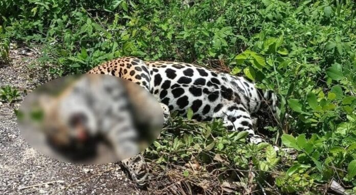Encuentran muerto a majestuoso jaguar en la carretera Chetumal-Cancún