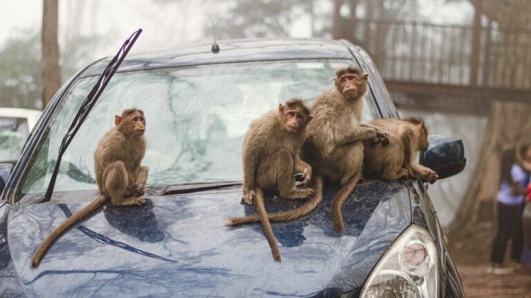 Banda de monos aterroriza pueblo en Japón; líder fue abatido