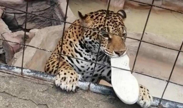 Un menor se saltó la cerca de seguridad en un zoológico y se acercó mucho a un jaguar, quien lo lesionó de un zarpazo.