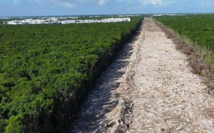 Mediante un decreto AMLO expropió 8 terrrenos para el Tren Maya; autoriza que sean ocupados de manera inmediata.