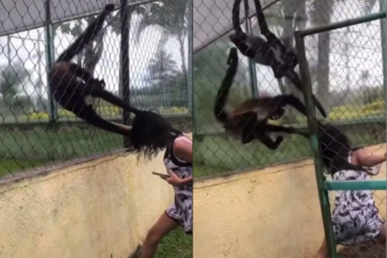 VIDEO: Niña molesta a mono en zoológico y él se desquita jalándole el cabello
