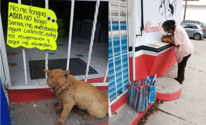 Dueños de gatito herido con agua caliente piden que no le tengan asco ni lo discriminen