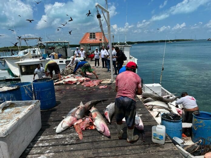 Implacable, la pesca furtiva en norte de Quintana Roo