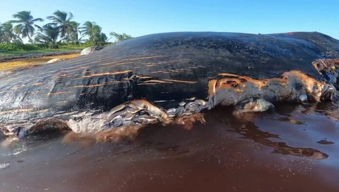 Encuentran ballena muerta recalada en costas de Mahahual