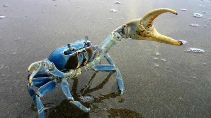 Arranca migración del cangrejo azul en Cancún