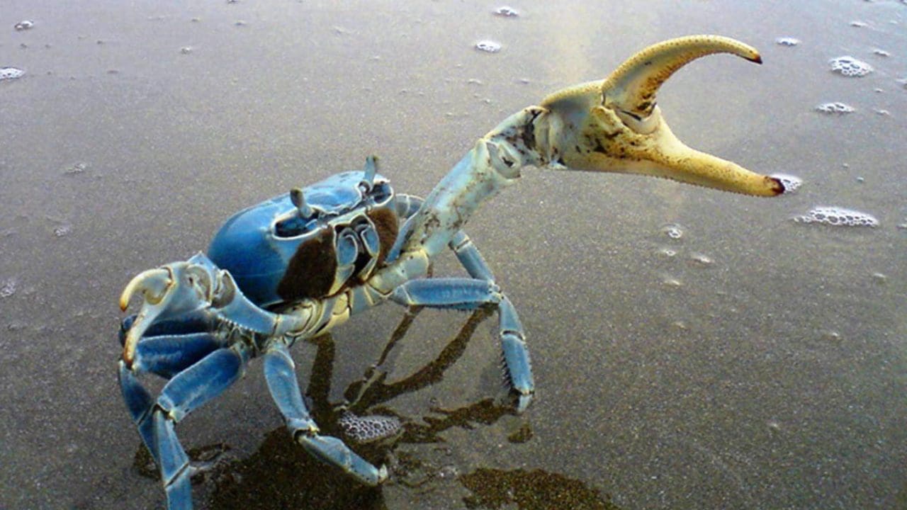 Arranca migración del cangrejo azul en Cancún