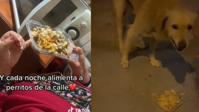 VIDEO: Mujer reúne comida y sale a repartirla todas las noches a perritos de la calle