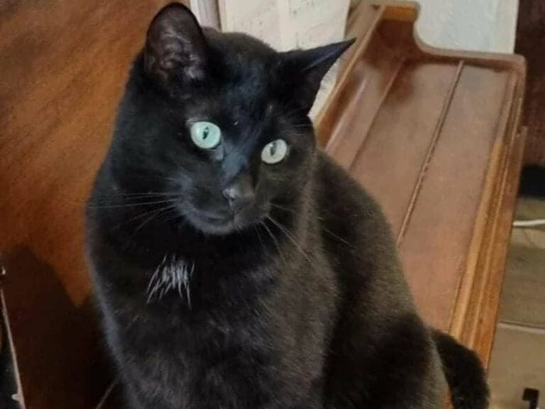 Michi escapa en aeropuerto de Boston; tardan 19 días en capturarlo