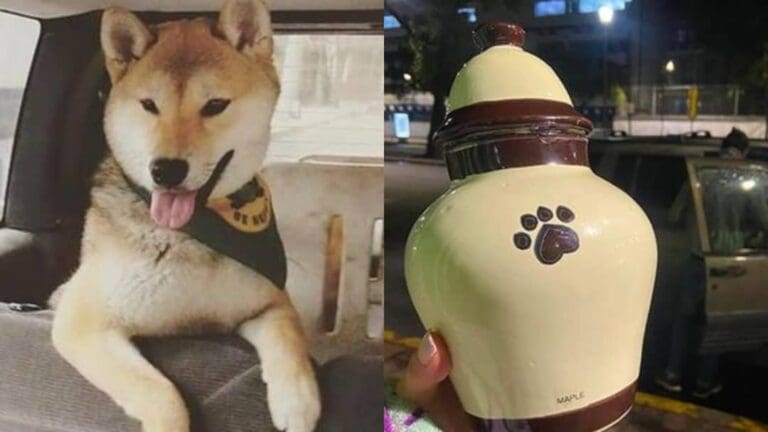 Entrenador que se llevó un lomito a un campamento y lo regresó en urna para cenizas es denunciado