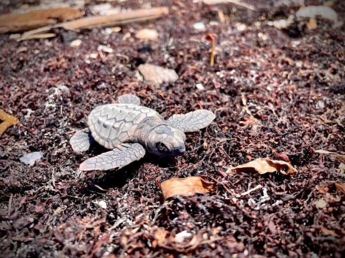 Fallecen tortugas marinas por sargazo