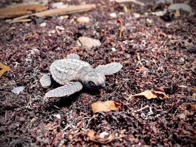 Fallecen tortugas marinas por sargazo