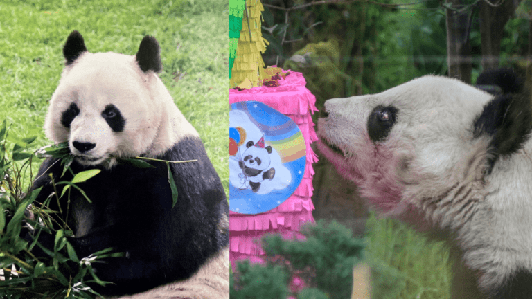 Muere la panda más longeva de México; apenas ayer celebraron su cumpleaños