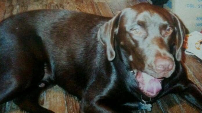 Importancia de la vacuna antirrábica en las mascotas del hogar