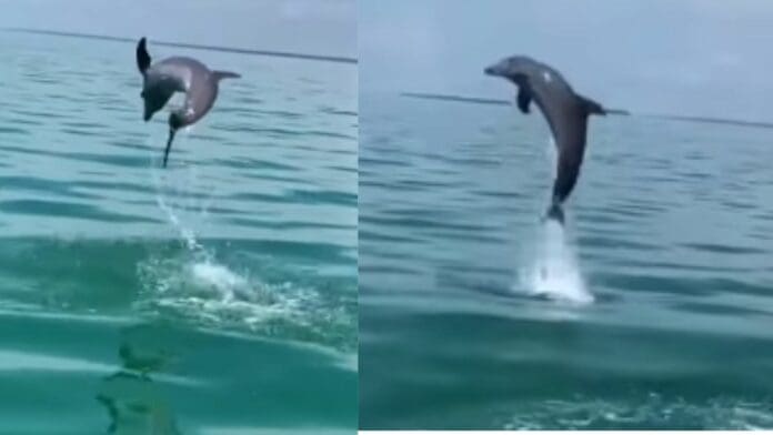 VIDEO: Sorprende familia de delfines nadando y saltando en la bahía de Chetumal