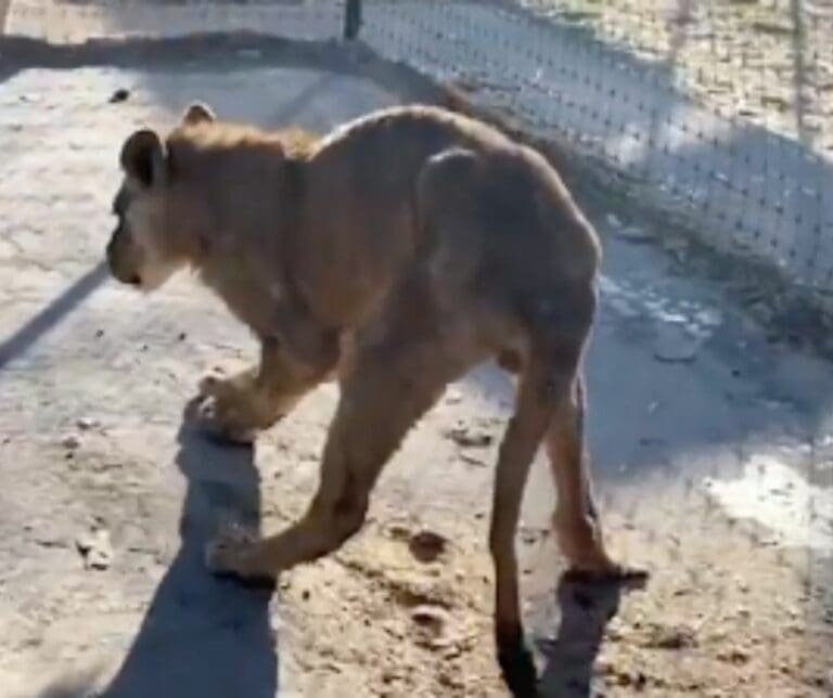 Felinos decomisados a circos por Ley del Partido Verde, sufren en Black Jaguar-White Tiger: están en abandono