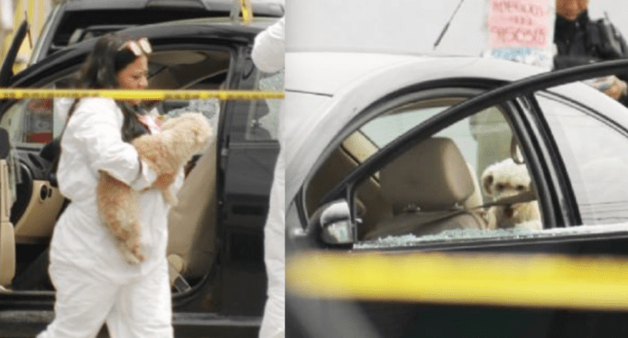 Asesinan a mujer en compañía de su perrito poodle