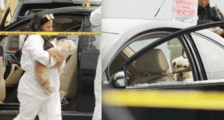 Asesinan a mujer en compañía de su perrito poodle