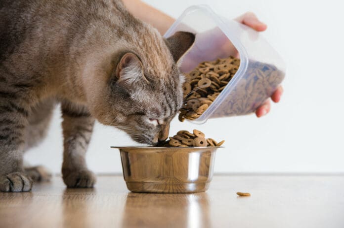 Profeco revela marcas de alimento para gato que no cumplen con lo que prometen