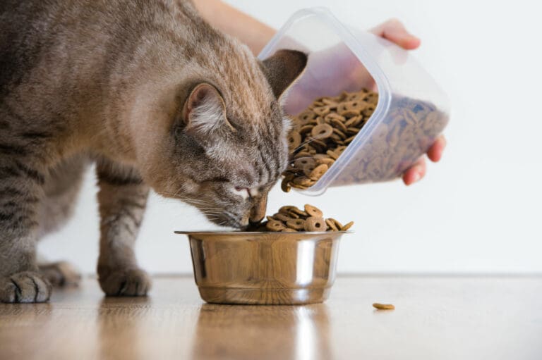 Profeco revela marcas de alimento para gato que no cumplen con lo que prometen