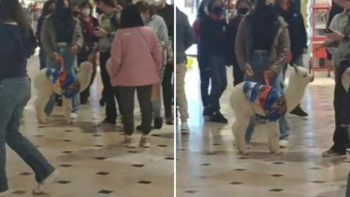 VIDEO: Joven lleva a su alpaca a pasear por un centro comercial y se vuelve viral