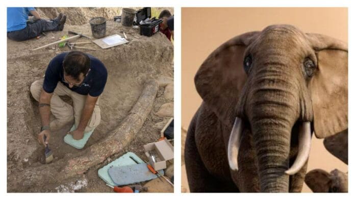 Descubren en Israel un colmillo de elefante de hace medio millón de años