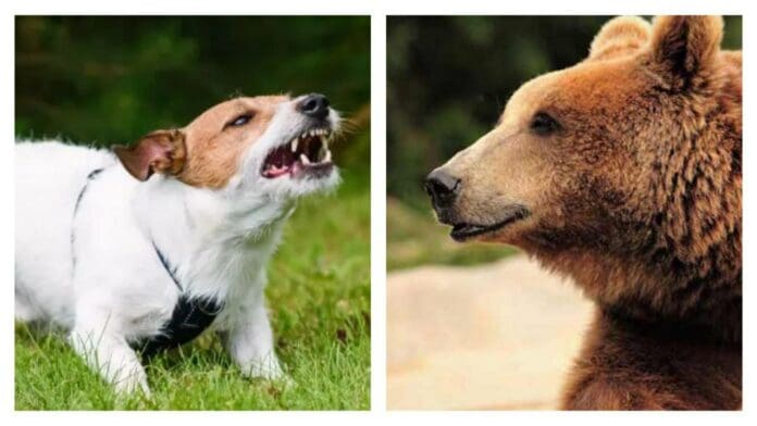 Un perro salva a su dueña del ataque de una osa