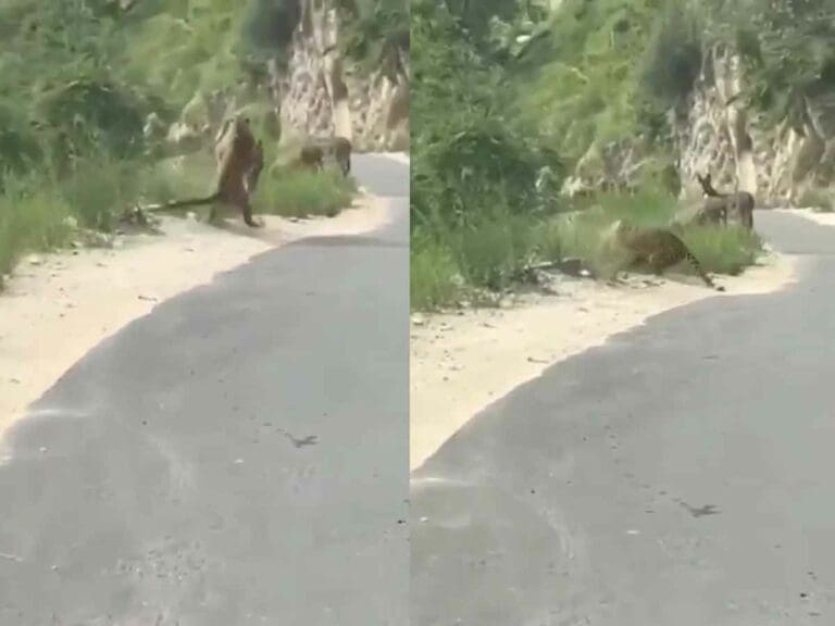 VIDEO: Captan ataque de felino a burro en carretera de Nuevo León
