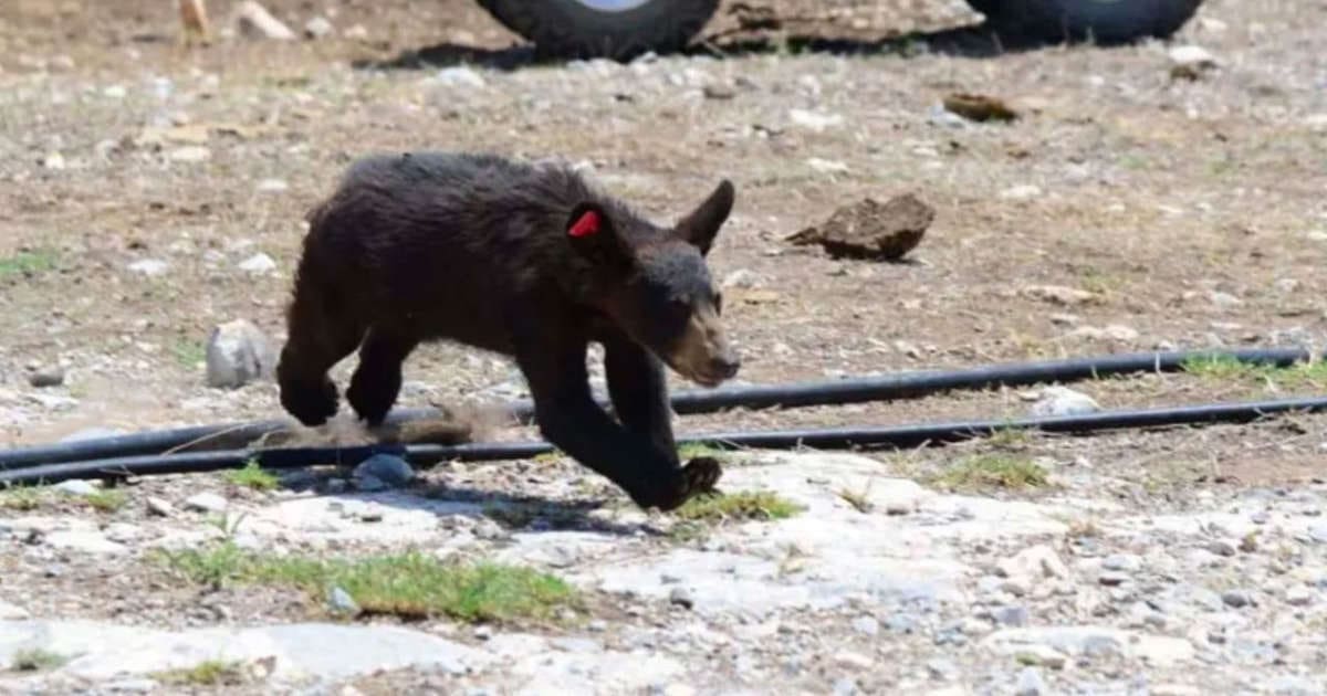 Entre risas y ante policías, torturan hasta la muerte a osito en Coahuila; Profepa alista denuncia penal