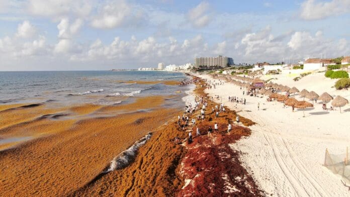 Cinco empresas persiguen permisos para transformar el sargazo en Quintana Roo