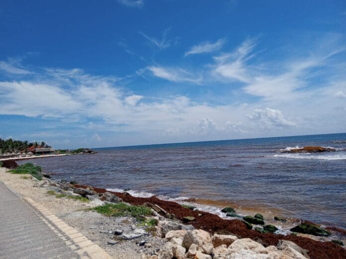 Playas de Tulum, aún con recale crítico de sargazo