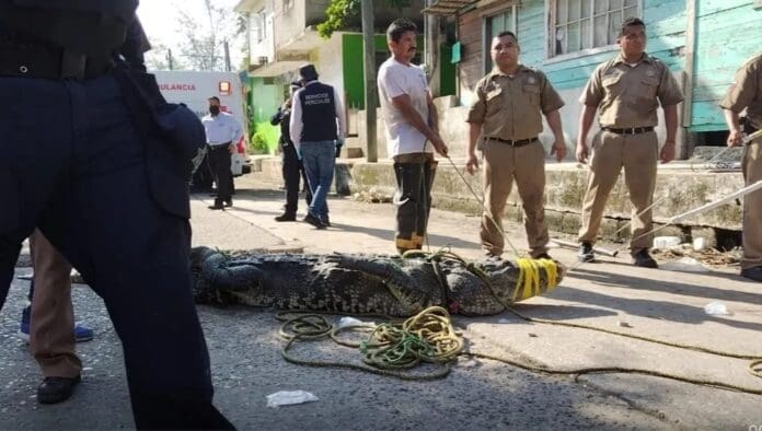 VIDEO: Cocodrilo mata a hombre en laguna de Tampico
