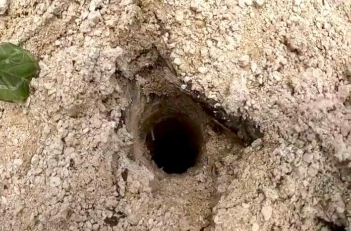 Ambientalistas dieron a conocer que encontraron agua y un cenote en la zona de Akumal, por donde pasará el Tren Maya.