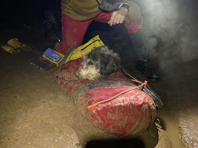 Rescatan a perrita en una cueva luego de desaparecer por meses