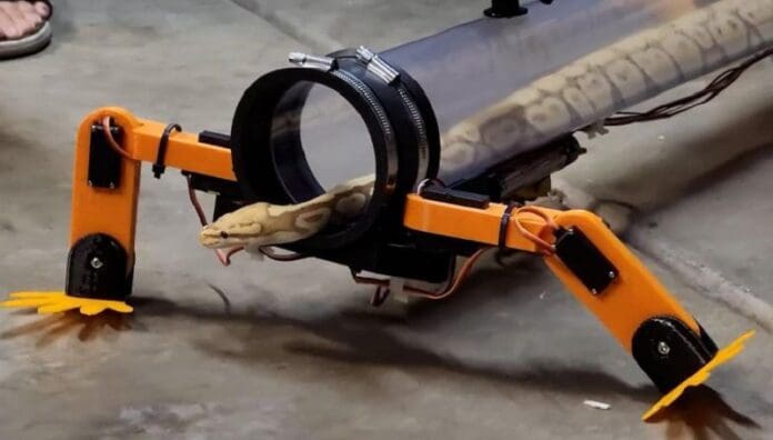 Mira cómo una serpiente camina usando piernas robóticas