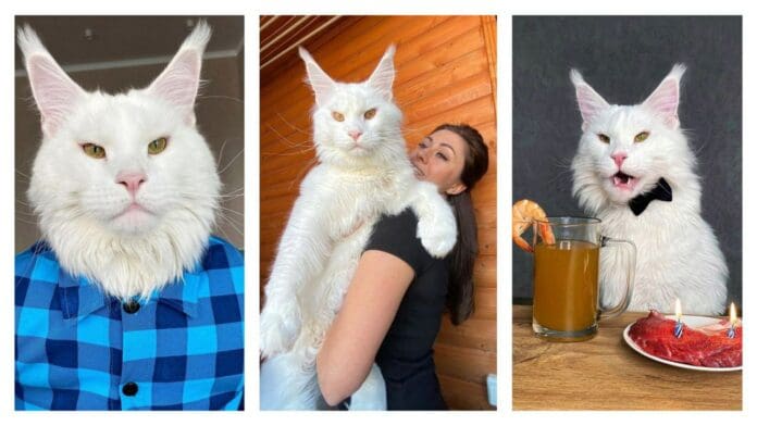 Mujer adopta gato de dos años y es tan grande que hasta utiliza ropa de humanos para vestirse