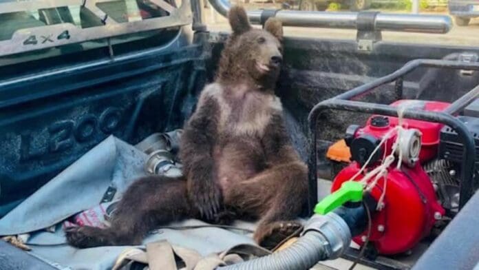 Así encontraron a un cachorro de oso intoxicado por exceso de la llamada 