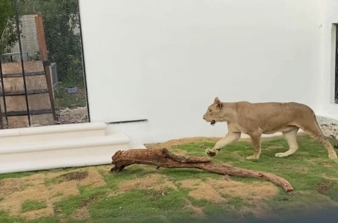 Catean casa del ‘Alux’ en Cozumel; hallan animales exóticos