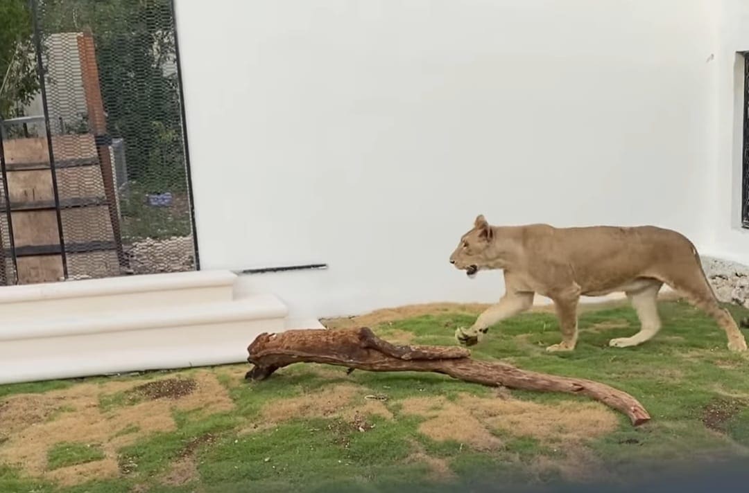 Encuentran un león y un jaguar durante cateo a casa del "Alux", peligroso capo en Cozumel